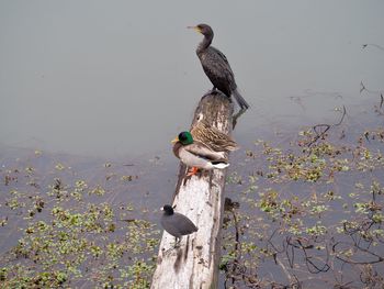 Bird perching on a lake