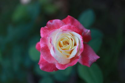 Close-up of pink rose