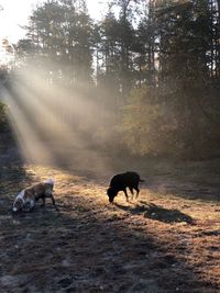 Dog in a forest