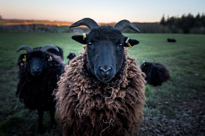 Close-up portrait of sheep against sky