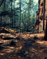 Trees in forest