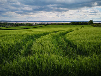 Scenic view of agricultural field against sky