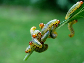 Close-up of insect on leaf