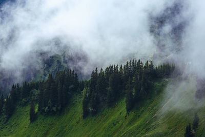 Panoramic view of trees in forest