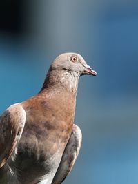 Close-up of pigeon against clear sky