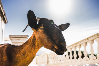 Close-up portrait of a horse against the sky