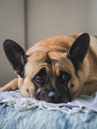 Close-up portrait of a dog