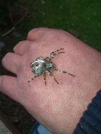 Close-up of human hand holding small