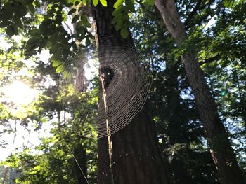 Low angle view of tree branch