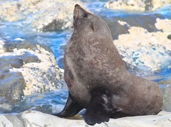 High angle view of sea lion on rock