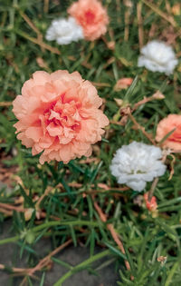 Close-up of pink rose