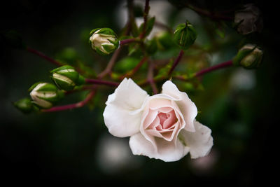 Close-up of white rose blooming outdoors