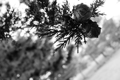 Low angle view of pine tree leaves