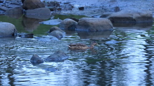 Ducks swimming in lake