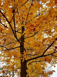 Low angle view of maple tree during autumn