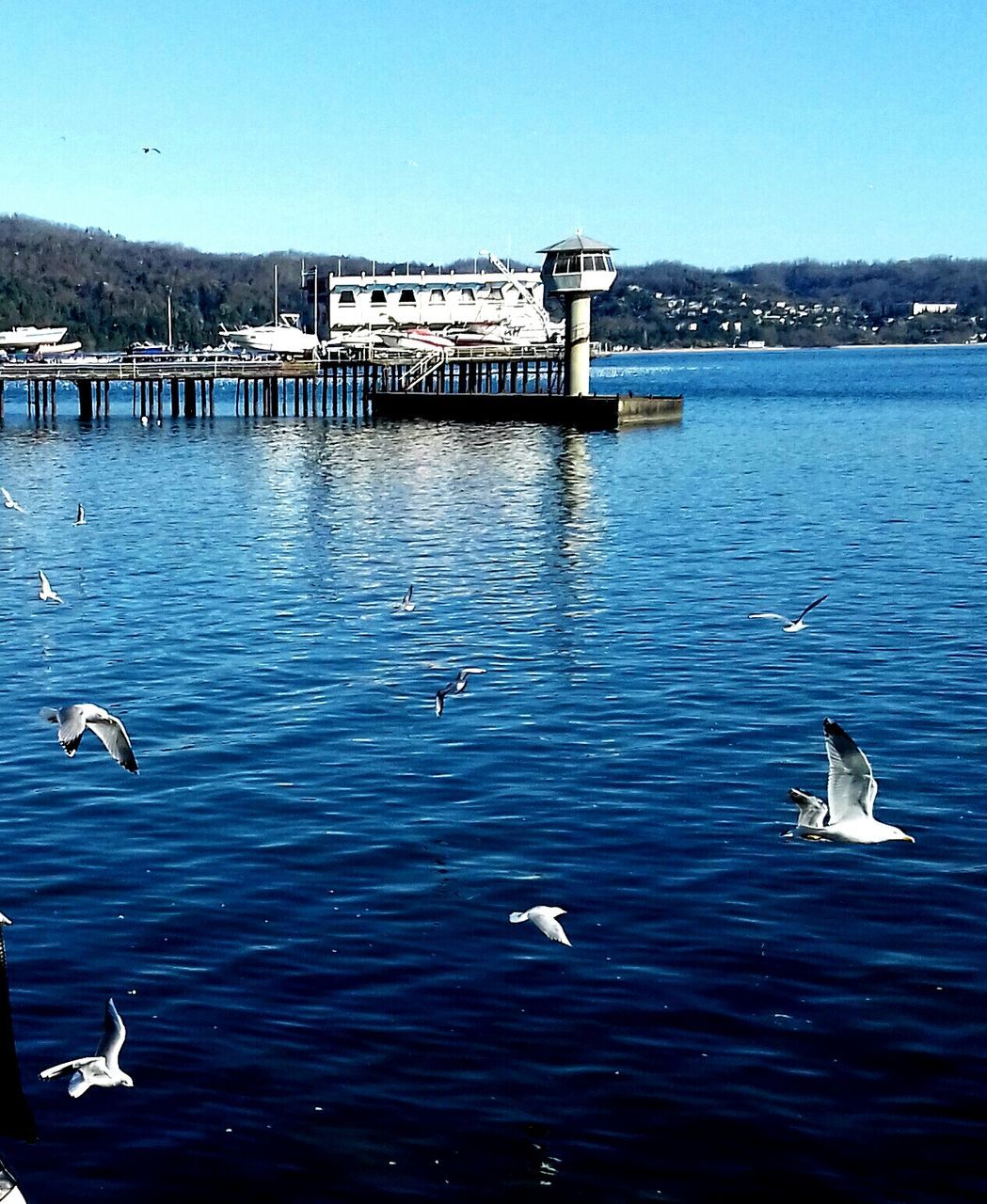 animals in the wild, animal themes, water, bird, wildlife, swimming, blue, lake, waterfront, flying, water bird, zoology, rippled, swimming animal, seagull, tranquility, nature, avian, animal, no people, tranquil scene, outdoors, animal behavior