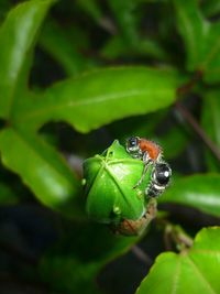 Close-up of insect on leaf