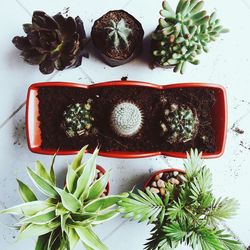 Close-up of potted plants