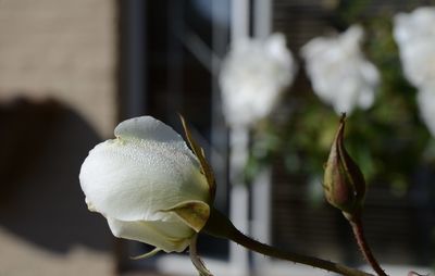 Close-up of white flowering plant