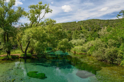 Scenic view of lake by trees against sky