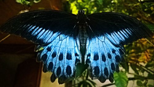 Close-up of butterfly perching on leaf