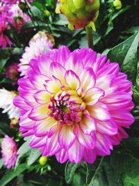 Close-up of flower blooming outdoors