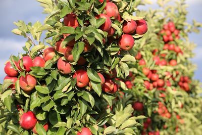 Close-up of red berries on tree