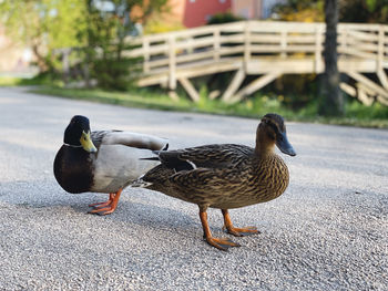 Close-up of mallard duck