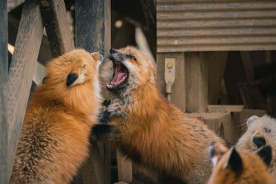 Close-up of two dogs