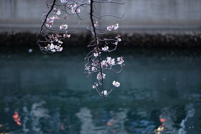 Close-up of water drops on flower