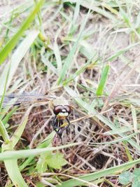 Close-up of insect on grass