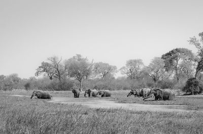 View of sheep on field against sky