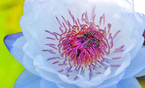 Close-up of pink rose flower