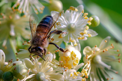 Close-up of insect pollinating on flower