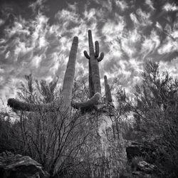 Low angle view of saguaro cactus against cloudy sky