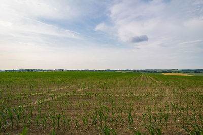 Scenic view of agricultural field against sky
