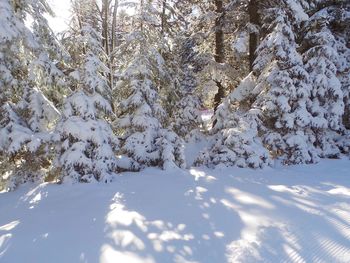 Close-up of snow on tree