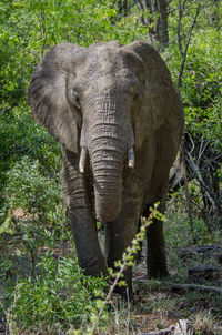 Close-up of elephant in forest