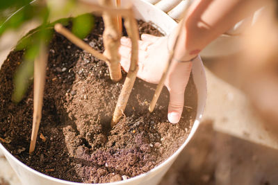 Close-up of hand holding potted plant