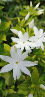 Close-up of white flowering plant
