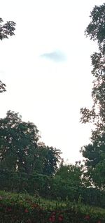 Low angle view of flowering trees against sky