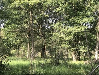 Trees growing in forest