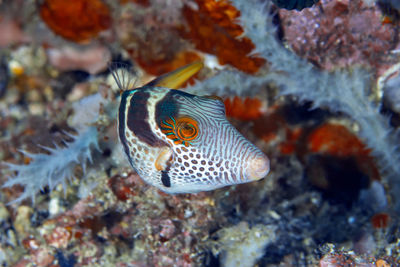 Close-up of fish underwater