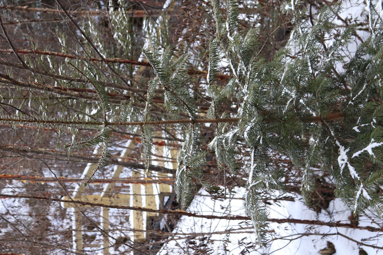 CLOSE-UP OF SNOW COVERED TREES IN FOREST