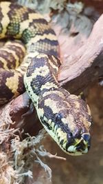 Close-up of snake