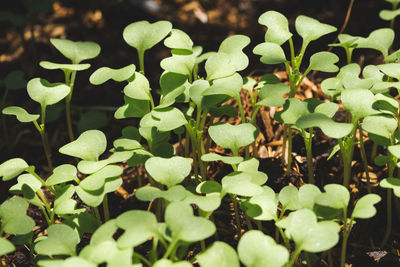 Close-up of small plant