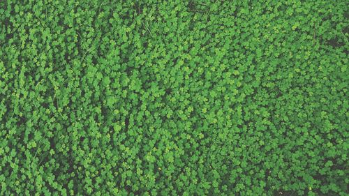 Full frame shot of green plants