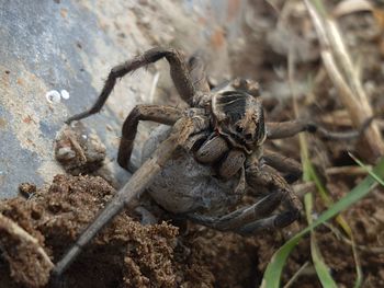 Close-up of spider