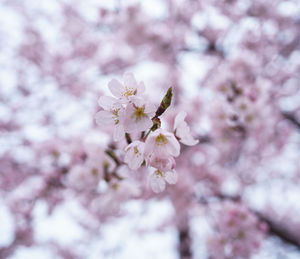 Close-up of cherry blossom tree