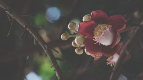 Close-up of flowering plant